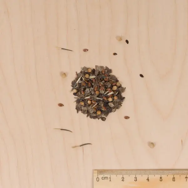 Mélanges de fleurs - Éloigne les Doryphores - 7 m² - Mélange de fleurs - MEDIA_3D